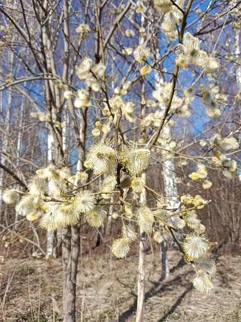 Forår, Blomst, Natur, Have, Træ