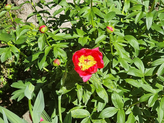 Free Flora Flower Peony photo and picture