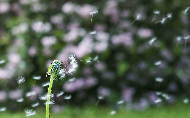 Free Dandelion Dandelion Seeds photo and picture
