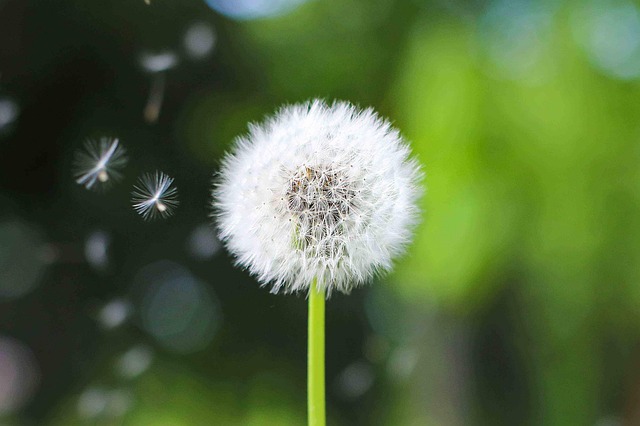 Free Dandelion Dandelion Seeds photo and picture