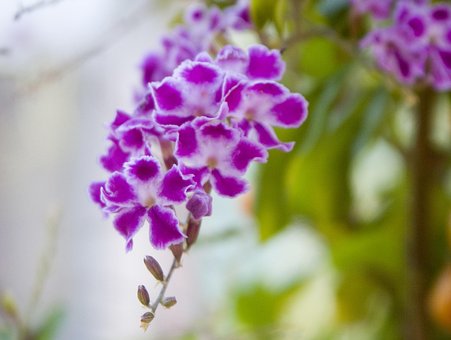 Blume, Feder, Landschaft, Natur, Lila