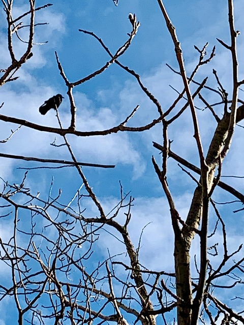 Free Little Bird On The Tree Bird photo and picture
