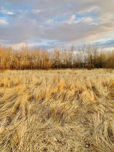 Free Field Dry Grass photo and picture