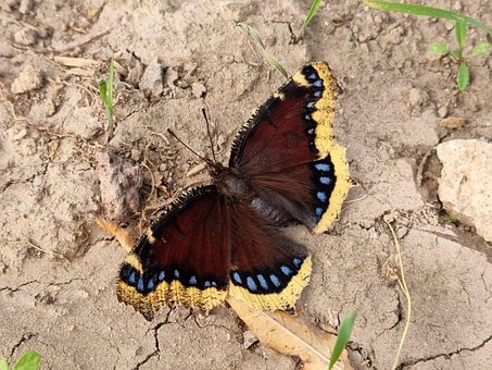 Schmetterling, Insekt, Schwarz, Gelb