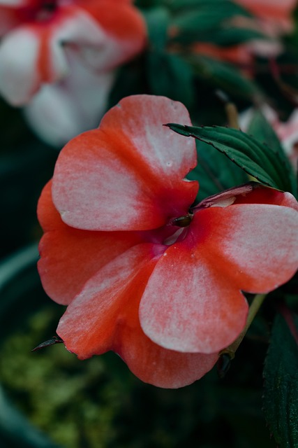 Blume, Garten, Natur, Frühling
