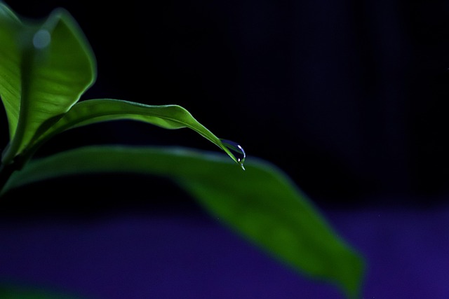Tröpfchen, Hintergrundbild 4K, Blätter