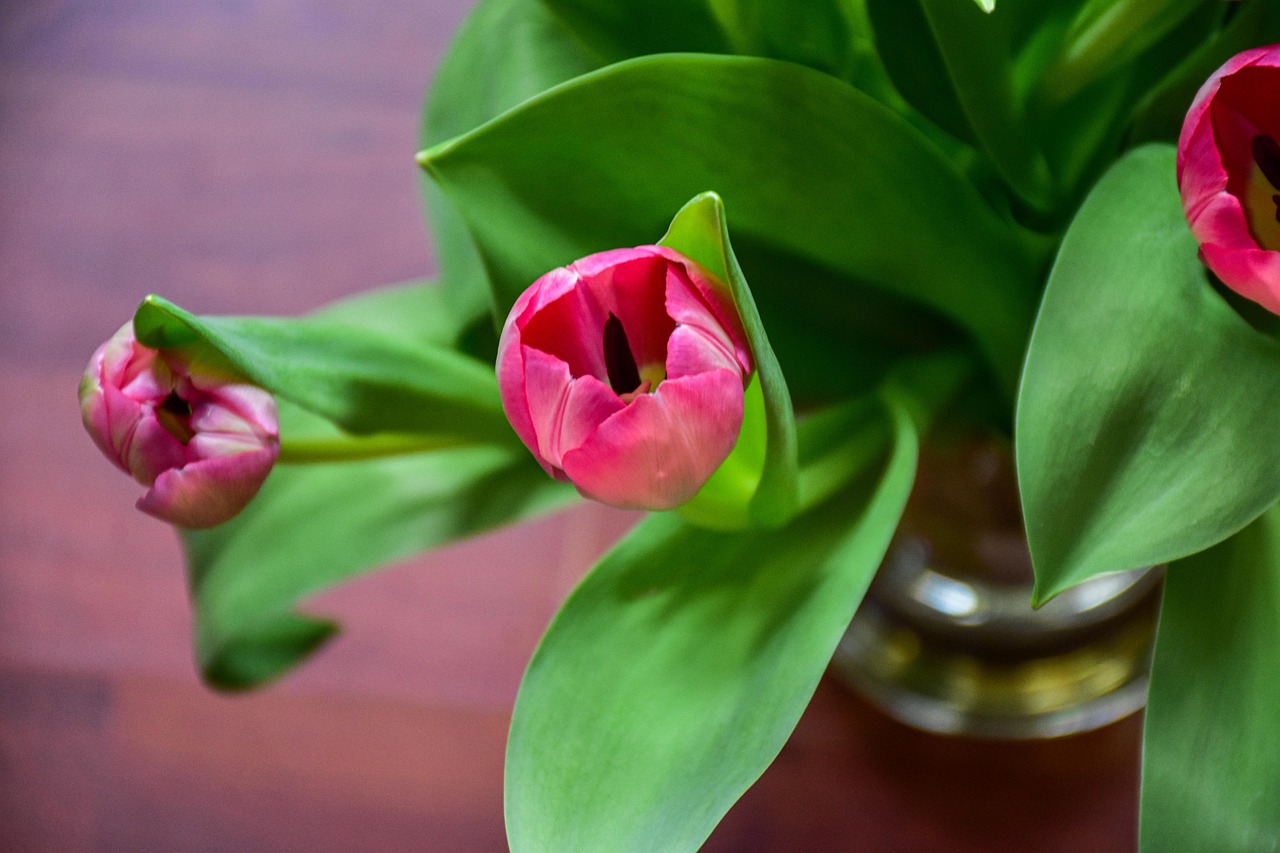 ดอกทิวลิป ดอกไม้ ฤดูใบไม้ผลิ - ภาพฟรีบน Pixabay - Pixabay
