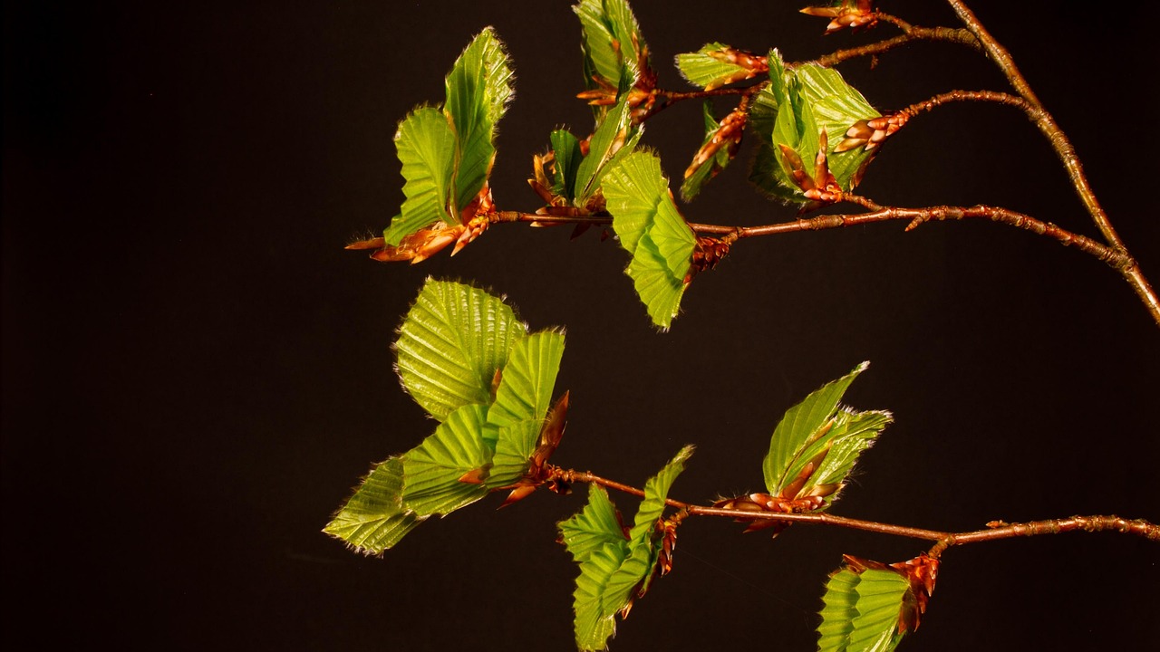 100以上の無料ブナ植物&自然画像 - Pixabay