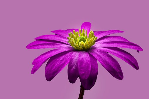 Free Flower Purple Flower photo and picture