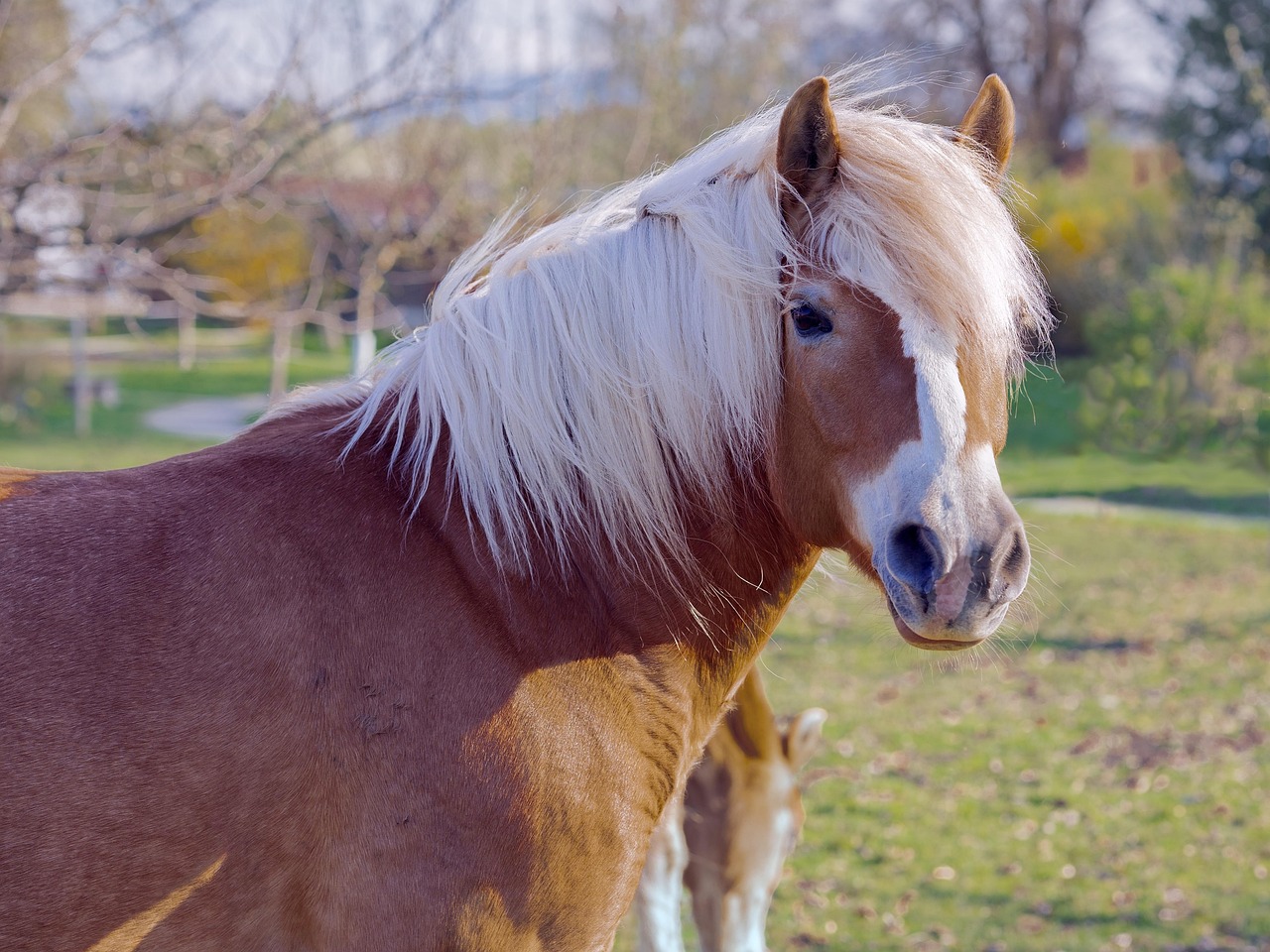 Horse - free online jigsaw puzzle photo