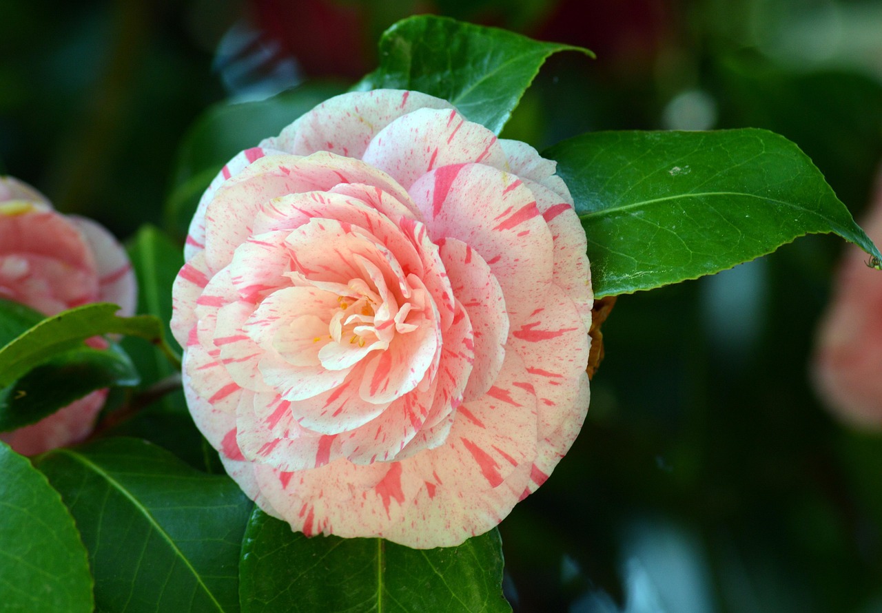 Photographie Numérique 'Camelia' - Nu Artistique - 15x20 Cm - 2024 - Tirage Neuf