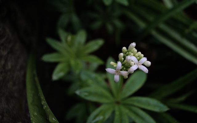 Galium, Weiße Blumen, Blumen, Garten