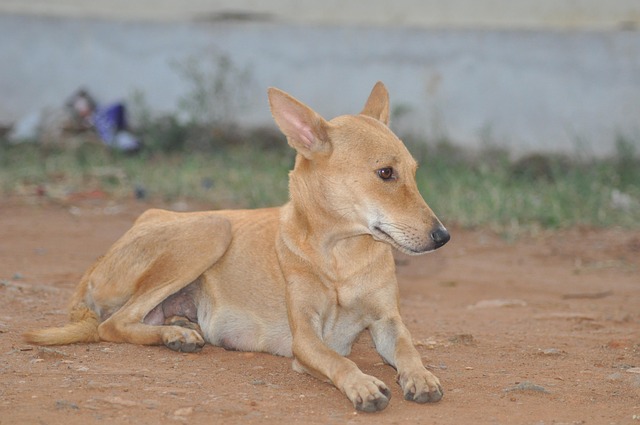 Free Dog Animal photo and picture