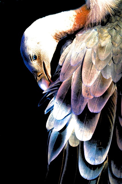 Free Bird Colorful photo and picture
