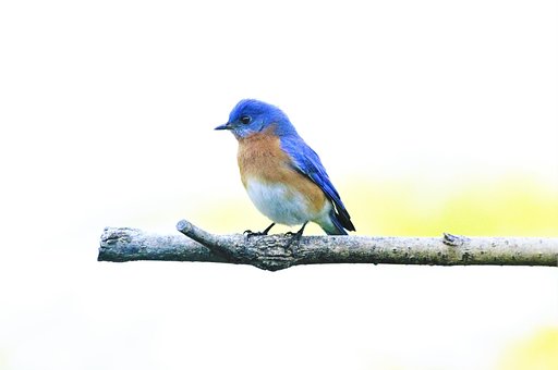 Bluebird Východný, Vták, Zviera