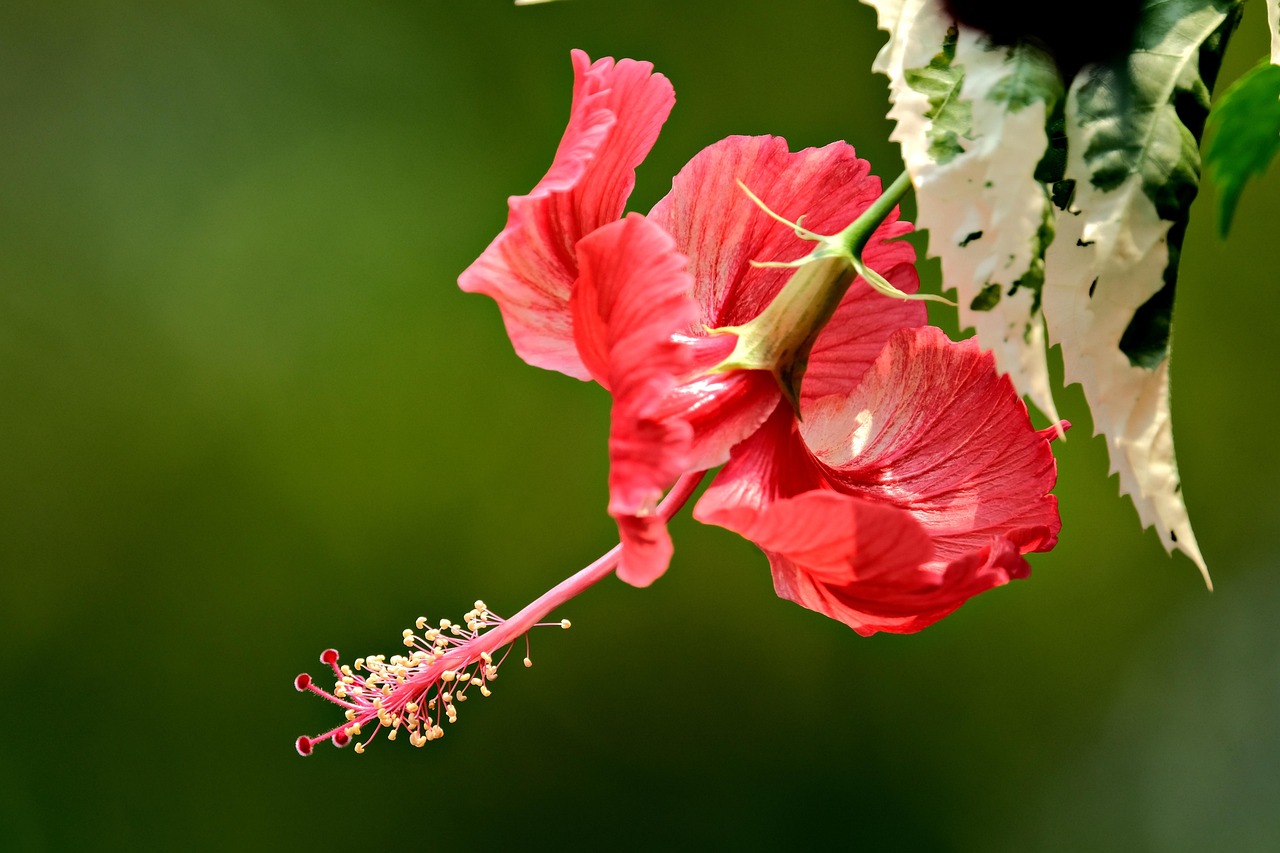 https://cdn.pixabay.com/photo/2022/04/26/21/15/red-hibiscus-7159189_1280.jpg
