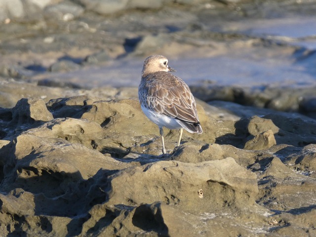 Vogel, Vogelkunde, Spezies, Fauna, Tier