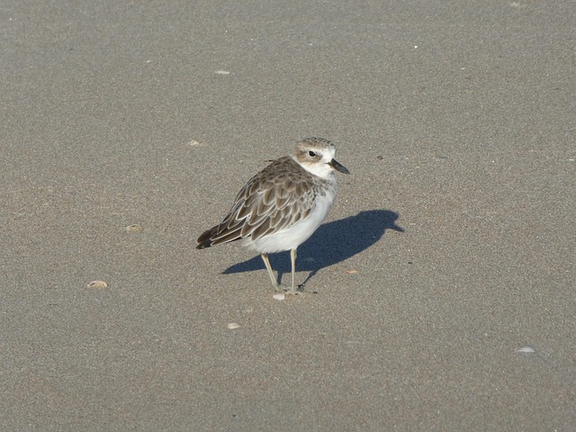 Vogel, Vogelkunde, Spezies, Fauna, Tier