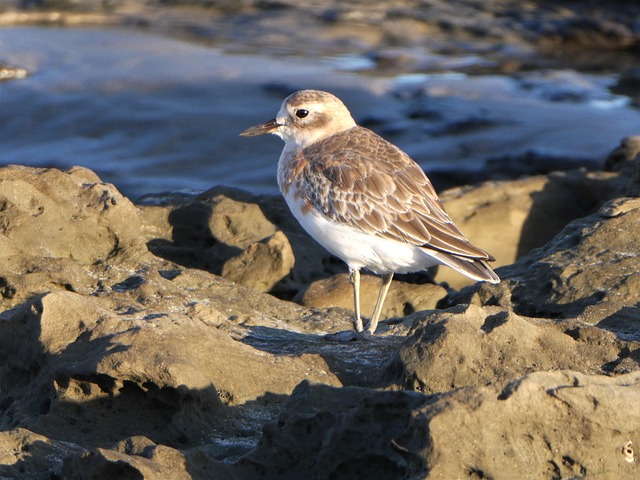 Vogel, Vogelkunde, Spezies, Fauna, Tier