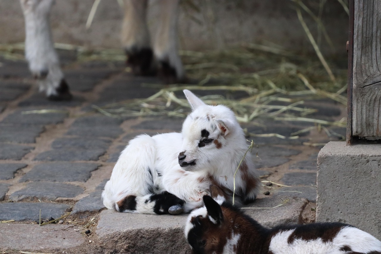 Goat American Pygmy Livestock Farm Free photo on Pixabay Pixabay