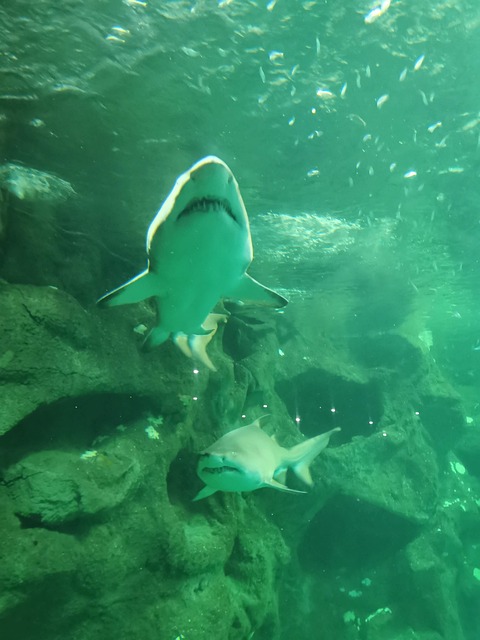 鮫 魚 水族館 - Pixabayの無料写真 - Pixabay