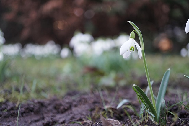 Flor, Campanilla De Febrero, Primavera
