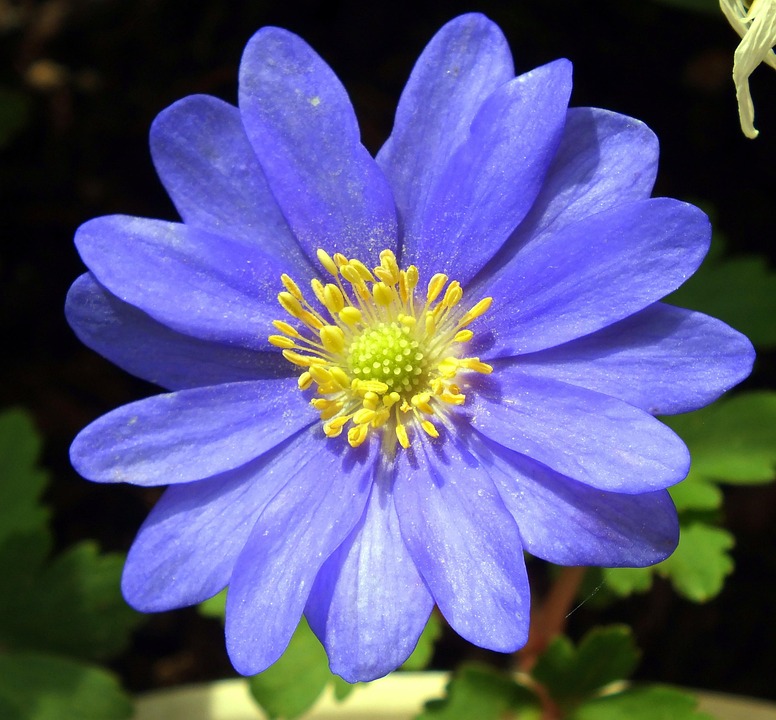 Wood Anemones Forest Anemone Free photo on Pixabay Pixabay