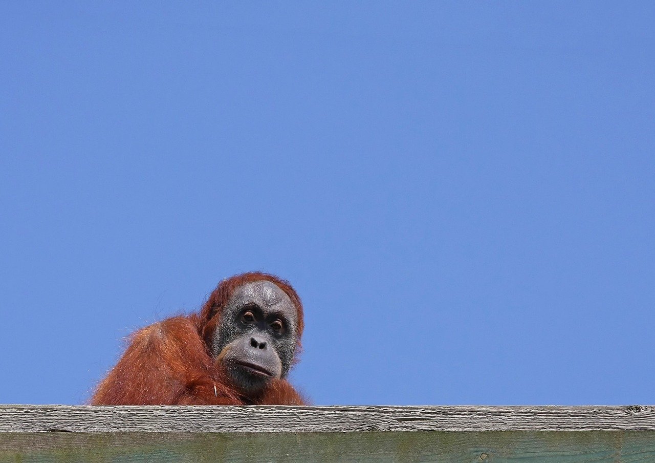 Orangutan - free online jigsaw puzzle photo