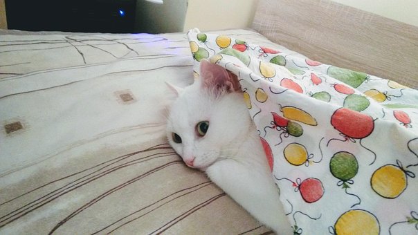 Free Cat White photo and picture