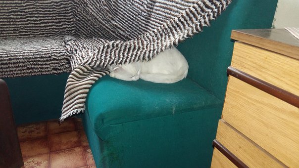Free Cat White photo and picture