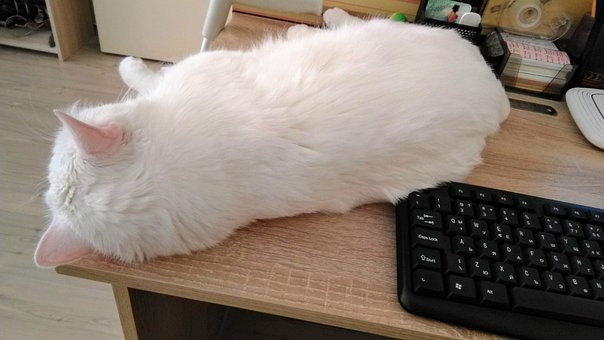Free Cat White photo and picture