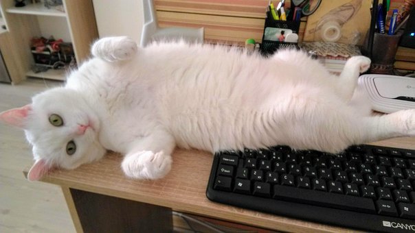 Free Cat White photo and picture
