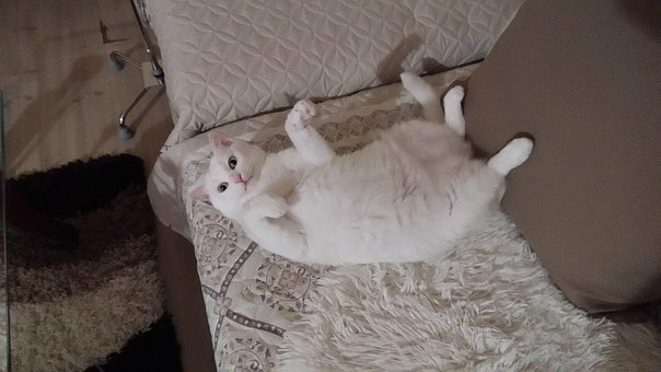 Free Cat White photo and picture