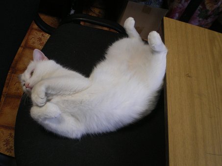 Free Cat White photo and picture