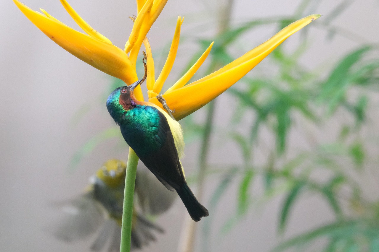 Sunbird Bird Of Paradise Flower - Free photo on Pixabay