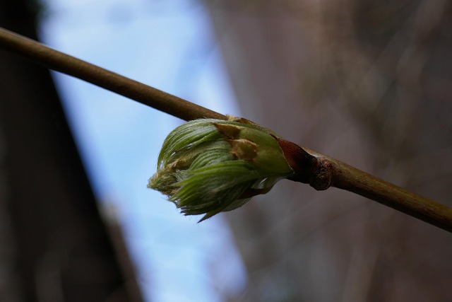 Leaf Bud Branch Spring - Free photo on Pixabay