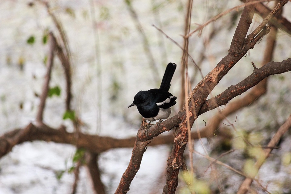 magpie-robin-7160671_960_720.jpg