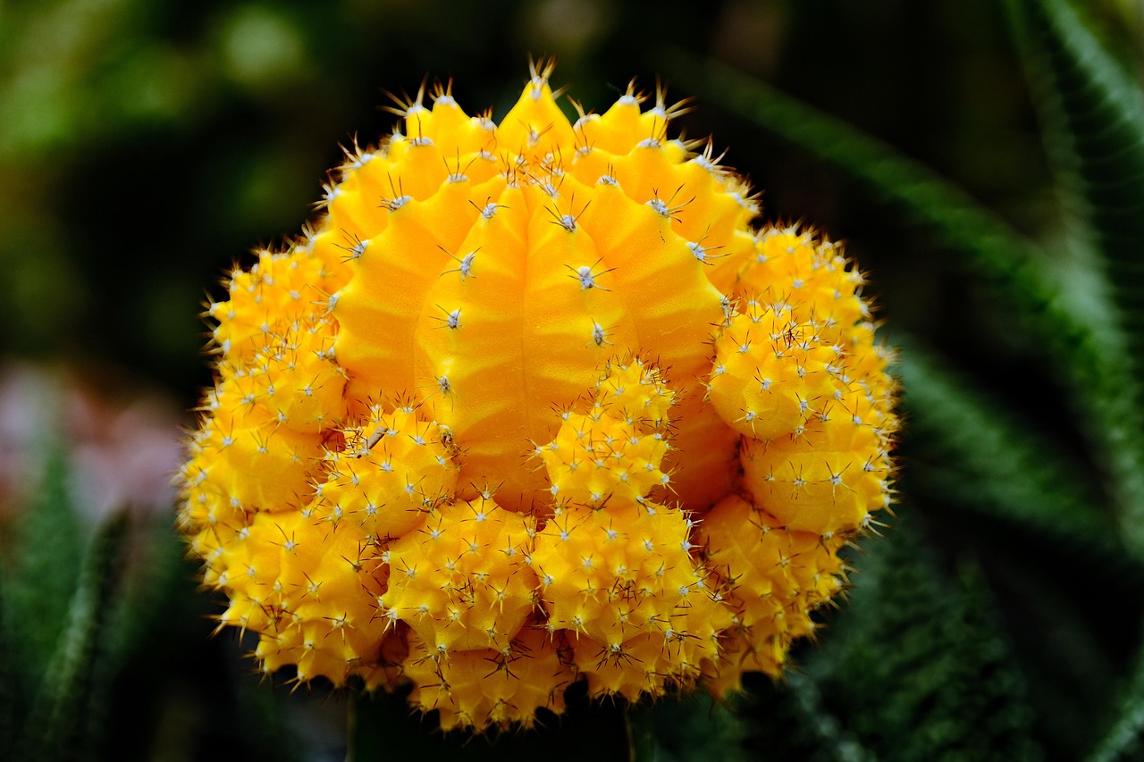 burle marx flame monstera 4