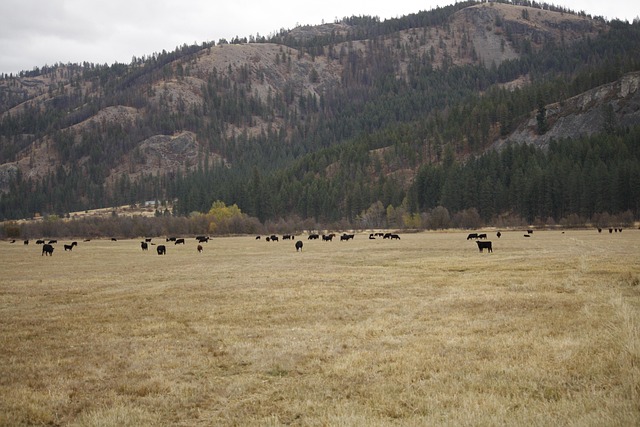 Free Cattle Cows photo and picture