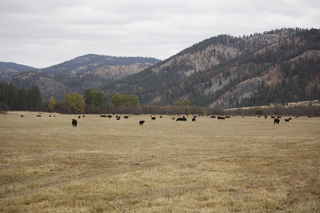 Free Cattle Cows photo and picture