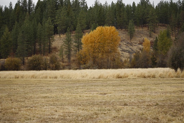 Free Pasture Grass photo and picture