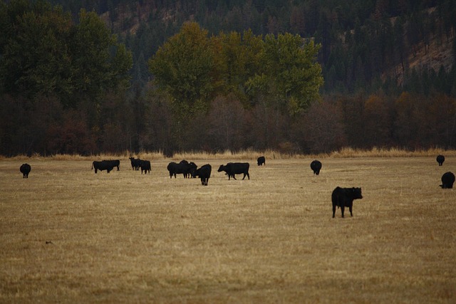 Free Ranch Rural photo and picture