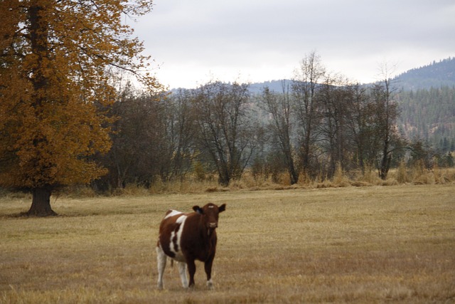 Free Ranching Cows photo and picture