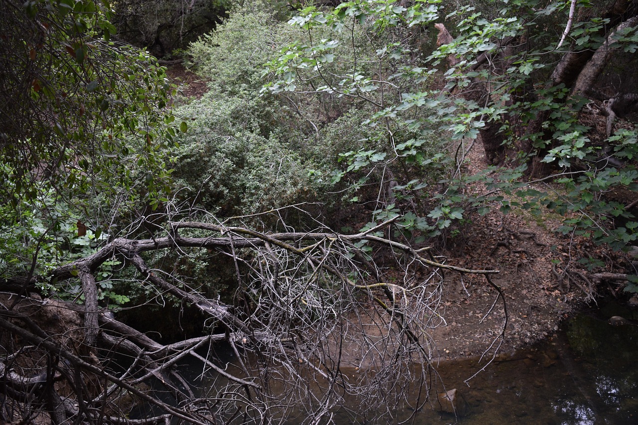Natur Walk
