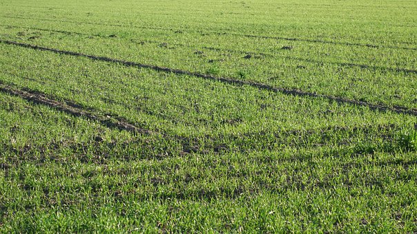 Free Field Agriculture photo and picture
