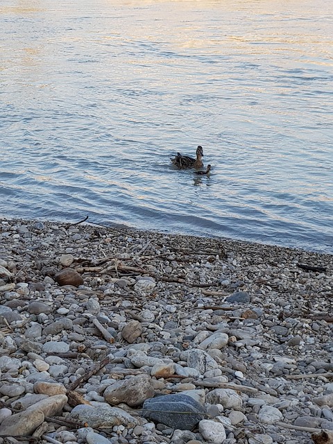 Free Duck Flow photo and picture