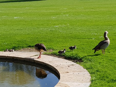 Free Egyptian Goose Water Bird photo and picture
