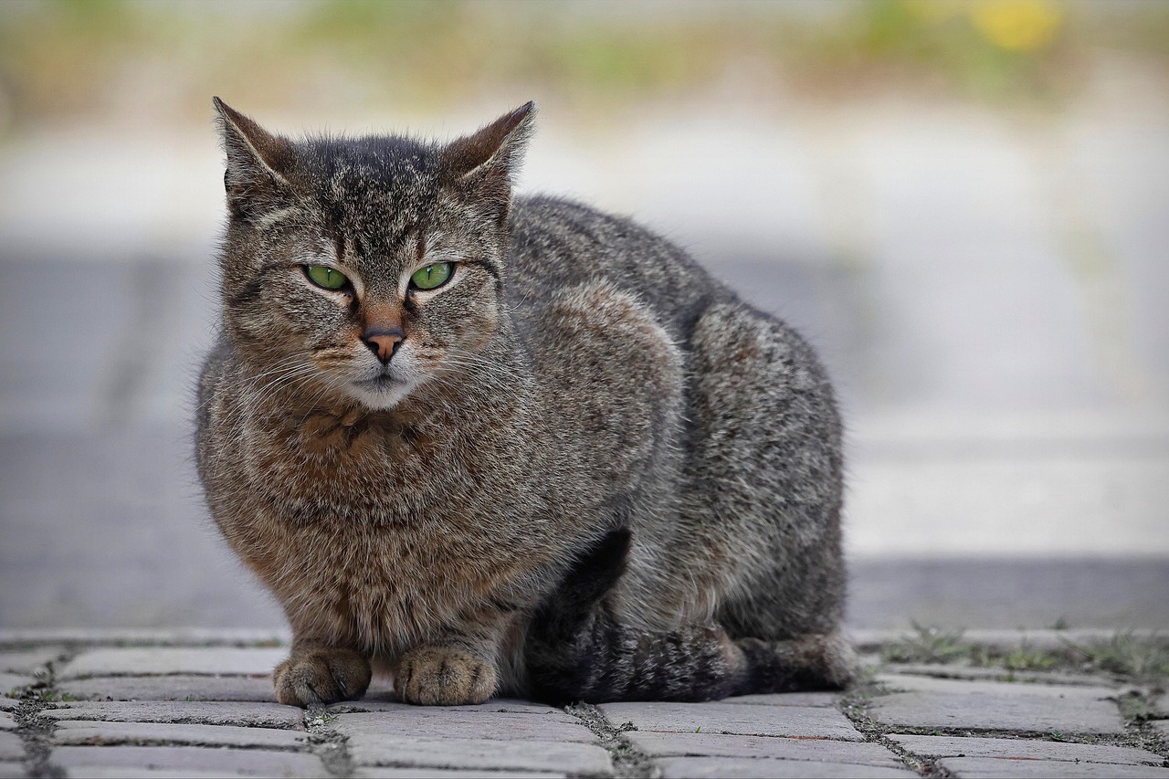 Katze Katzen Schnurrhaare Kostenloses Foto Auf Pixabay Pixabay