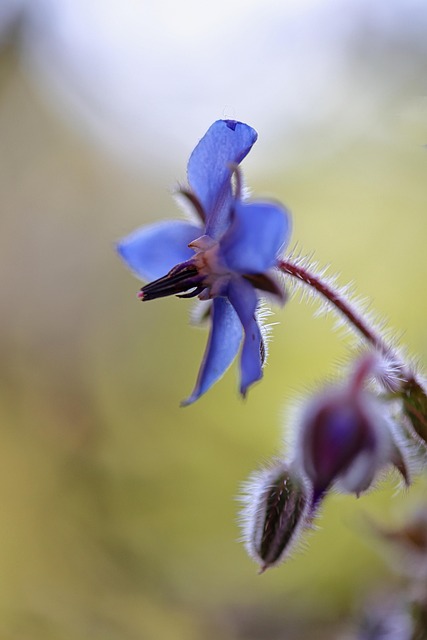 Free Flowers Vegetable Garden photo and picture
