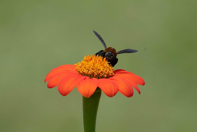 Free Flower Bee photo and picture